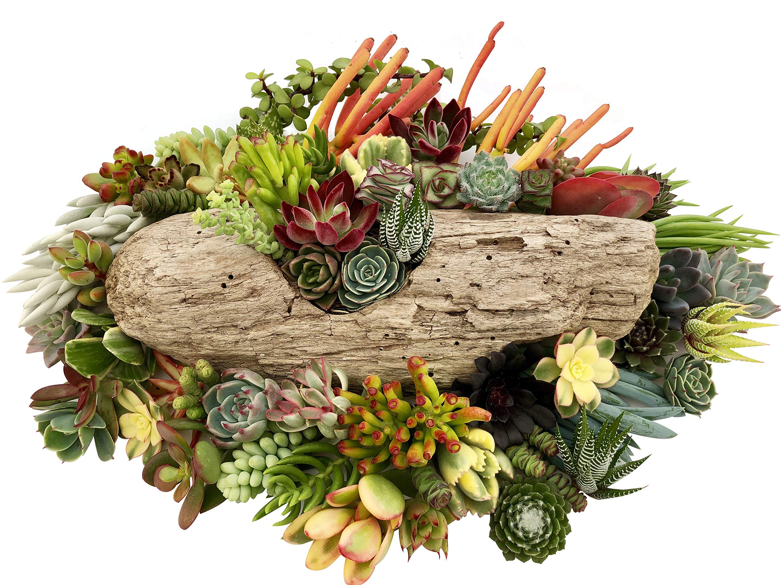 多肉植物棚　GAI-W70G Amazon.com: The Succulent Cult 的10 種Live 多肉植物,No 2 種多肉